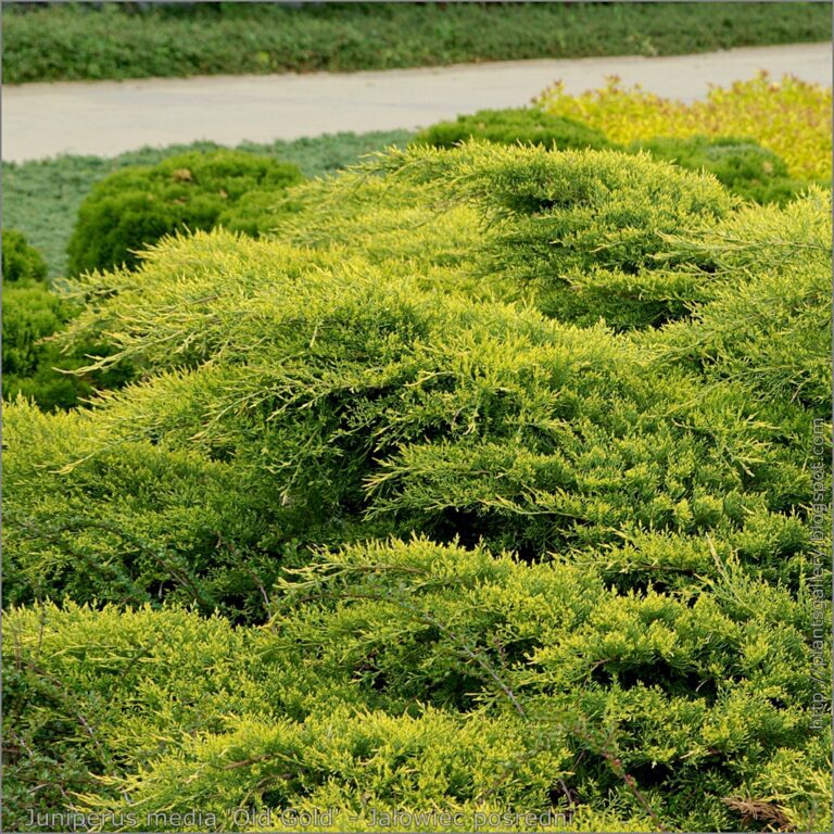 IMGP4468 Juniperus media 'Old Gold' - Ja_owiec po_redni 'Old Gold'