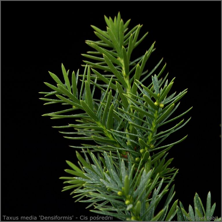 IMGP4969 Taxus media 'Densiformis' - Cis pośredni 2