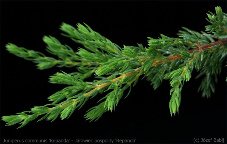 Juniperus communis Repanda - Jałowiec pospolity
