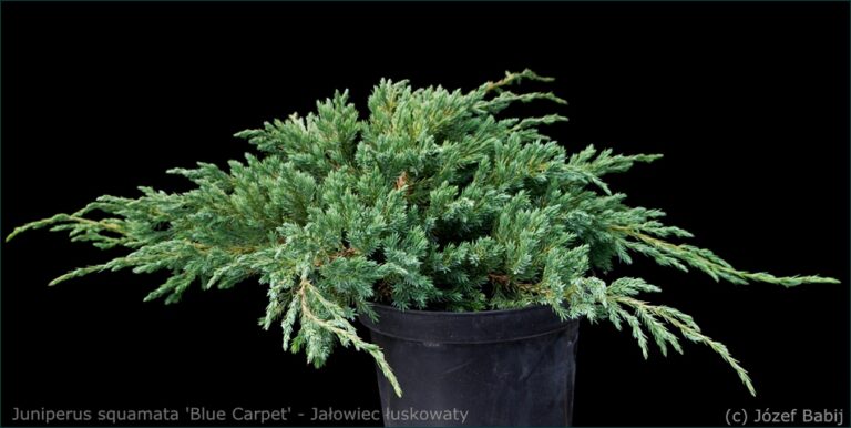 Juniperus squamata 'Blue Carpet' - Jałowiec łuskowaty