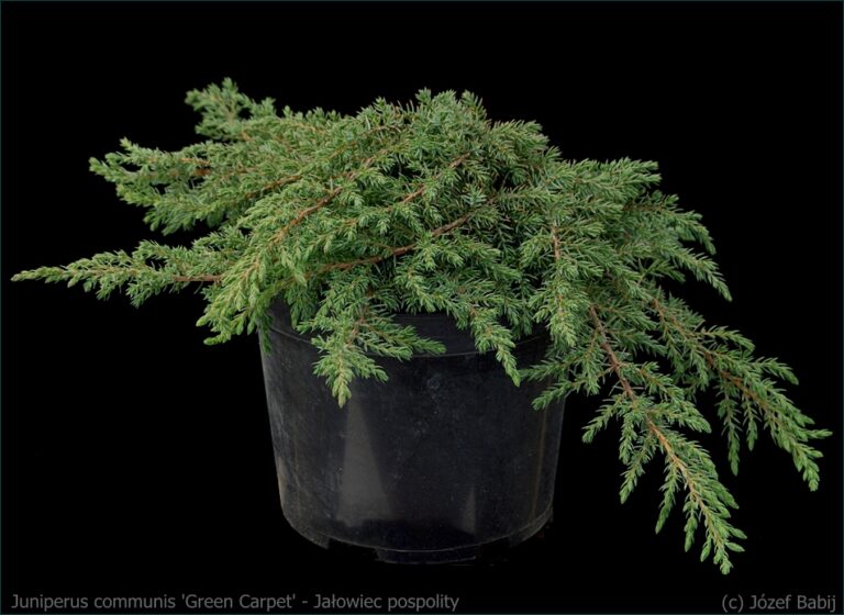 IMGP5169 Juniperus communis 'Green Carpet' - Ja_owiec pospolity