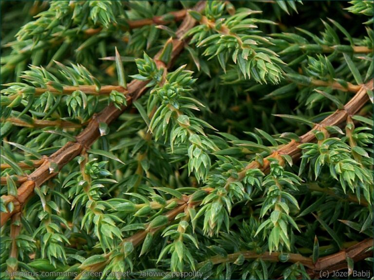 IMGP5170 Juniperus communis 'Green Carpet' - Ja_owiec pospolity