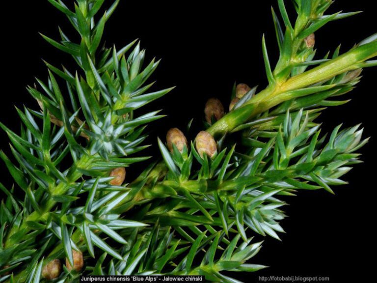 Juniperus chinensis Blue Alps