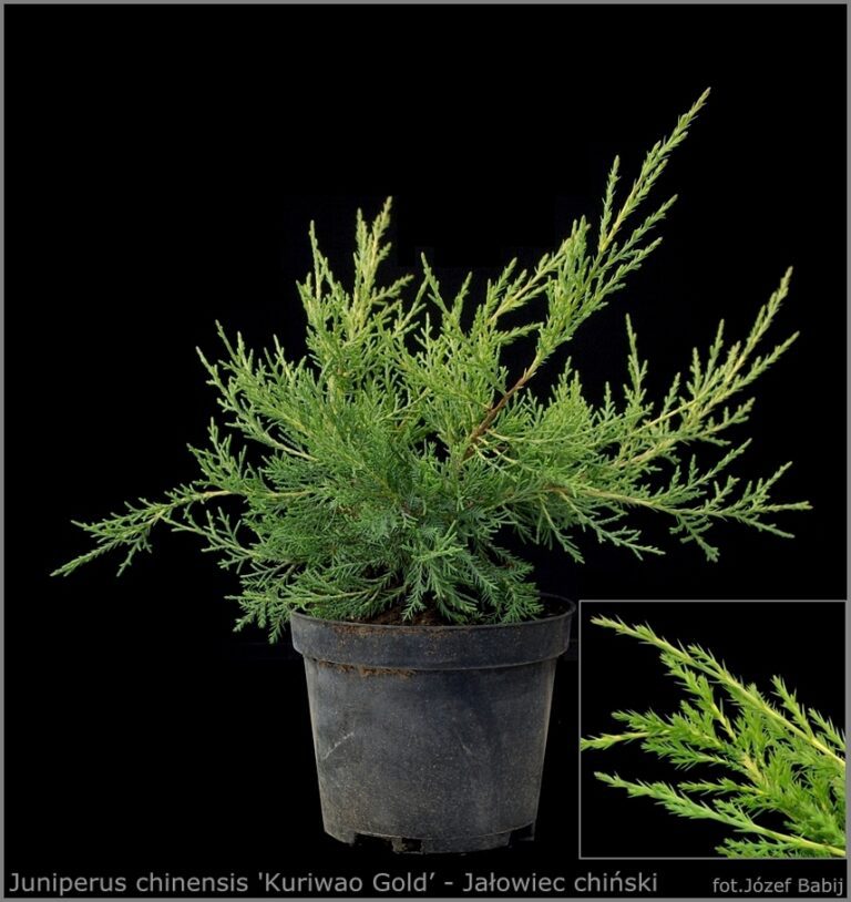 Juniperus chinensis 'Kuriwao Gold_ - Ja_owiec chi_ski - Kopia