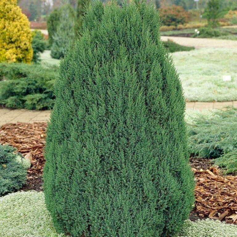 Juniperus chinensis Stricta