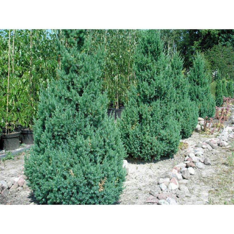 Juniperus chinensis Stricta