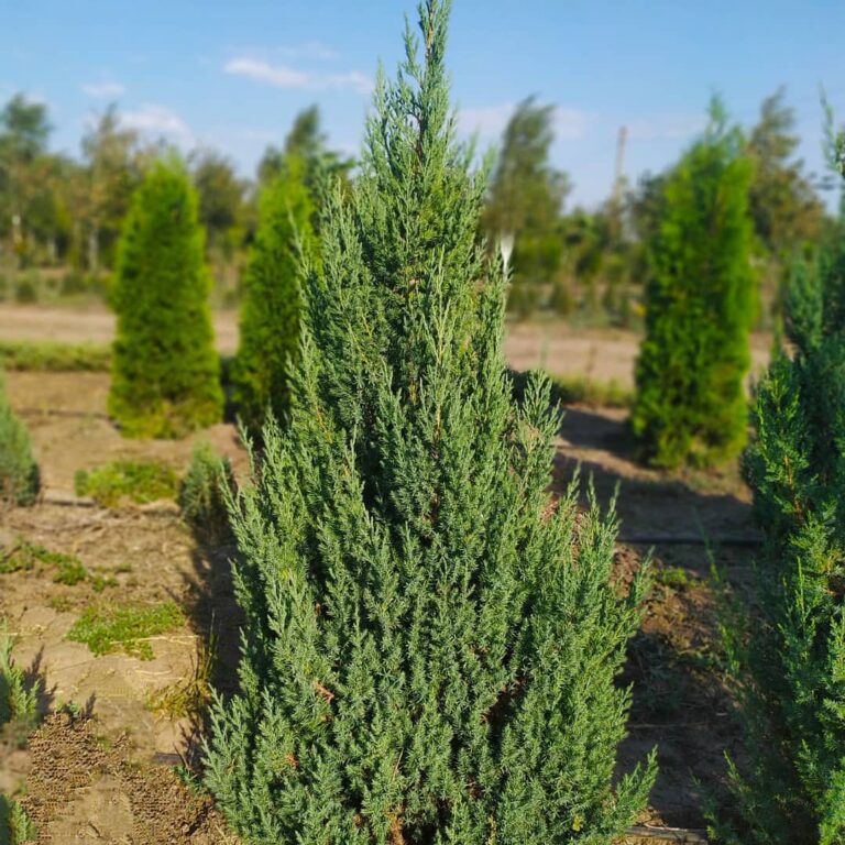 Juniperus chinensis Stricta