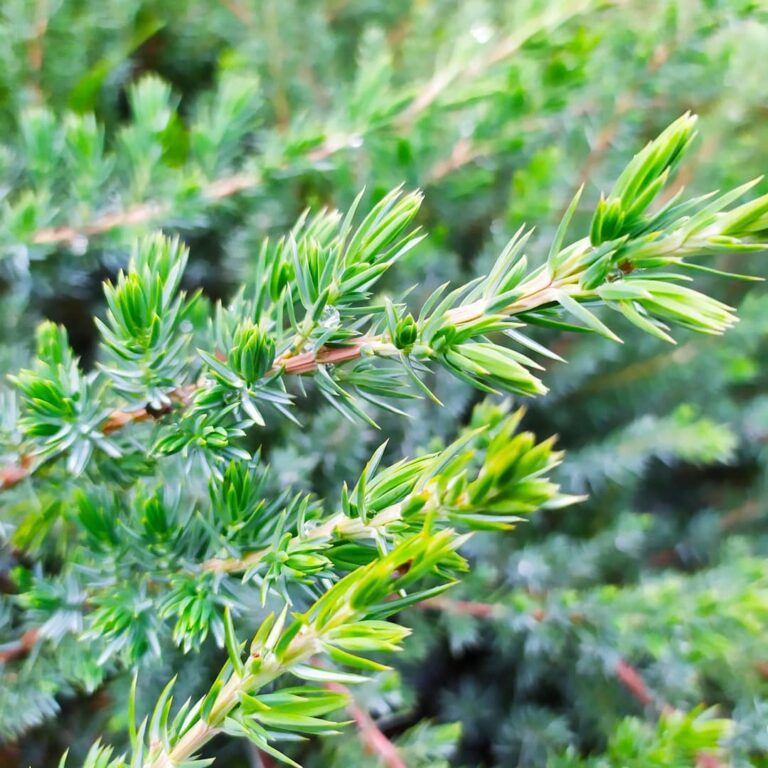 Juniperus conferta Schlager