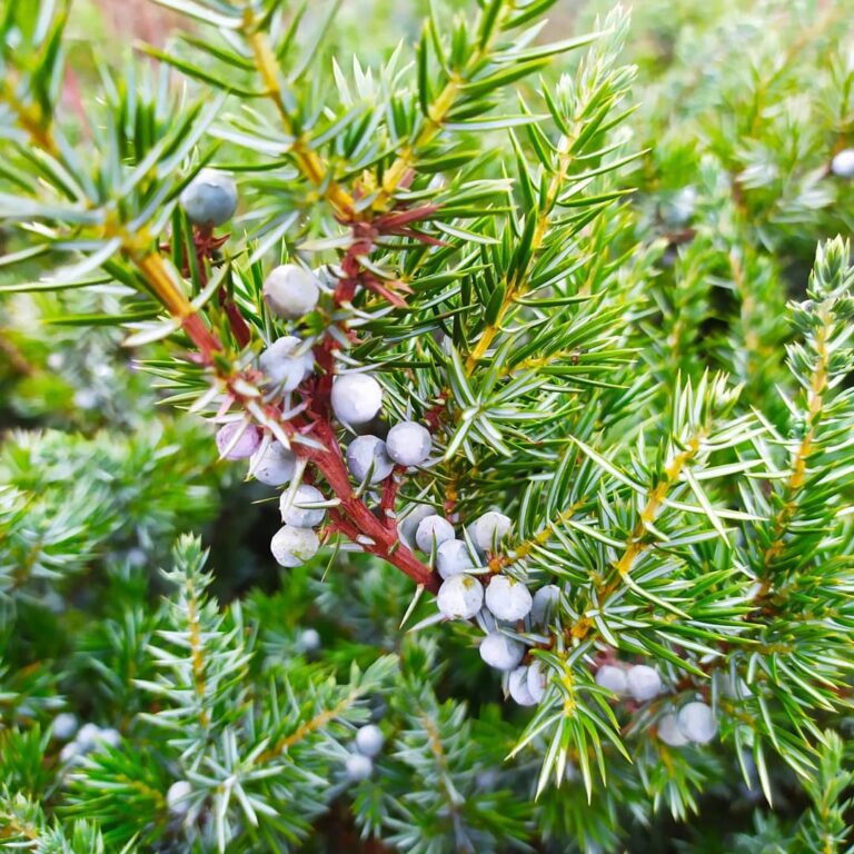 Juniperus conferta Schlager