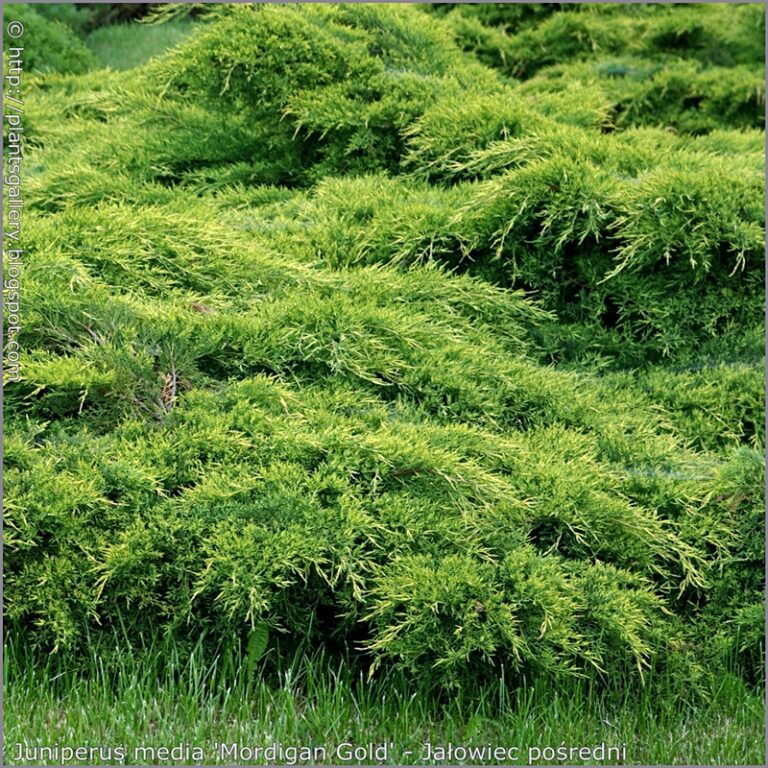 Juniperus media 'Mordigan Gold' - Ja_owiec po_redni 'Mordigan Gold' pokr_j