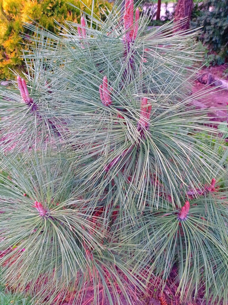 Pinus jeffreyi Joppi