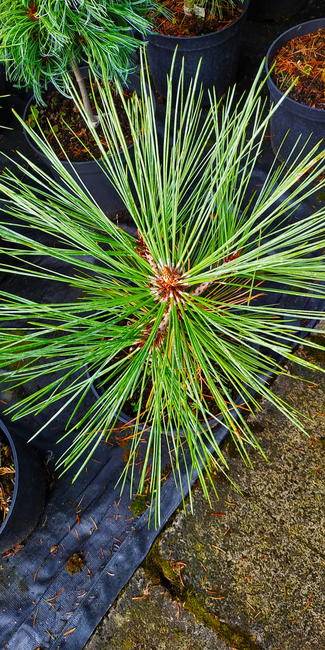 Pinus jeffreyi Joppi