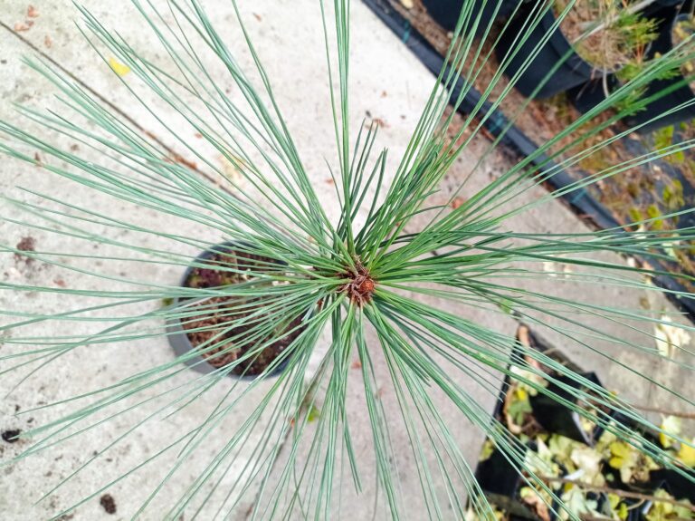 Pinus jeffreyi Joppi