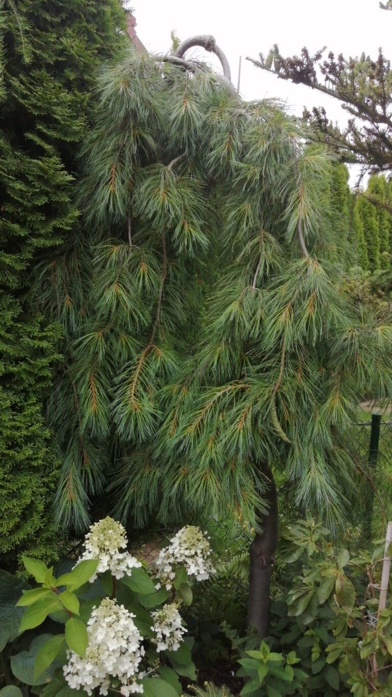 Pinus strobus Pendula