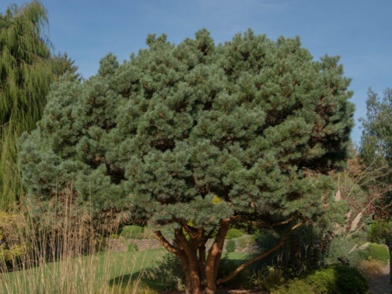 Pinus sylvestris Chantry Blue