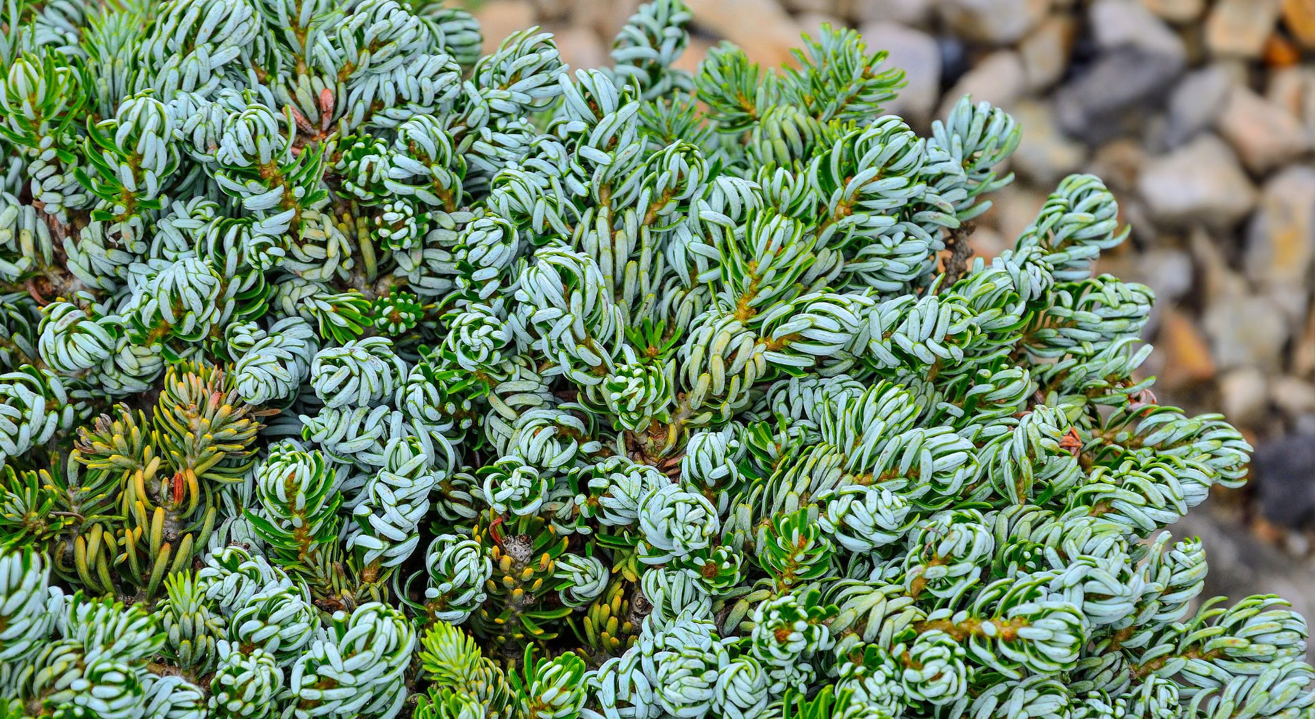 Szkółka Roślin Ozdobnych MULTIFLORA