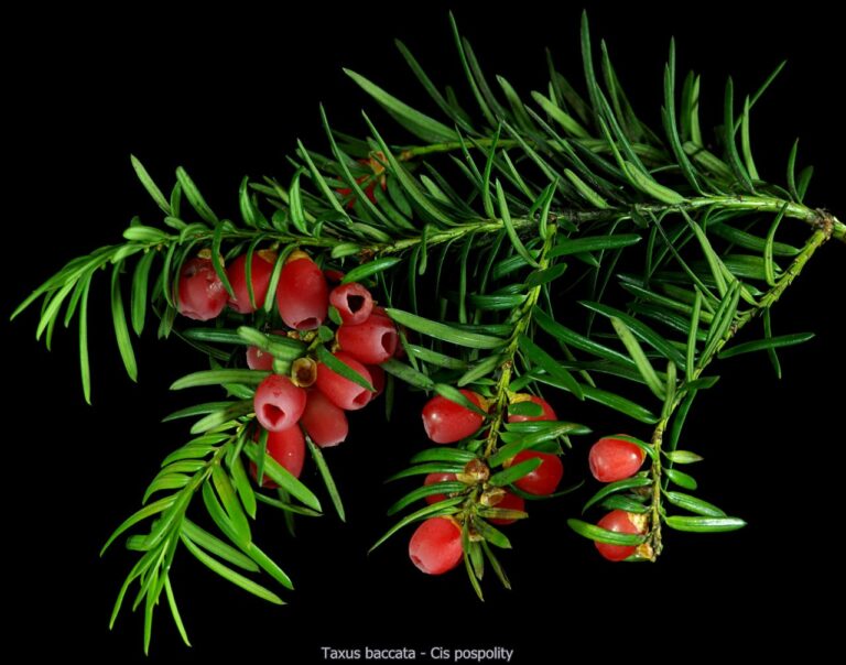 Taxus baccata 2