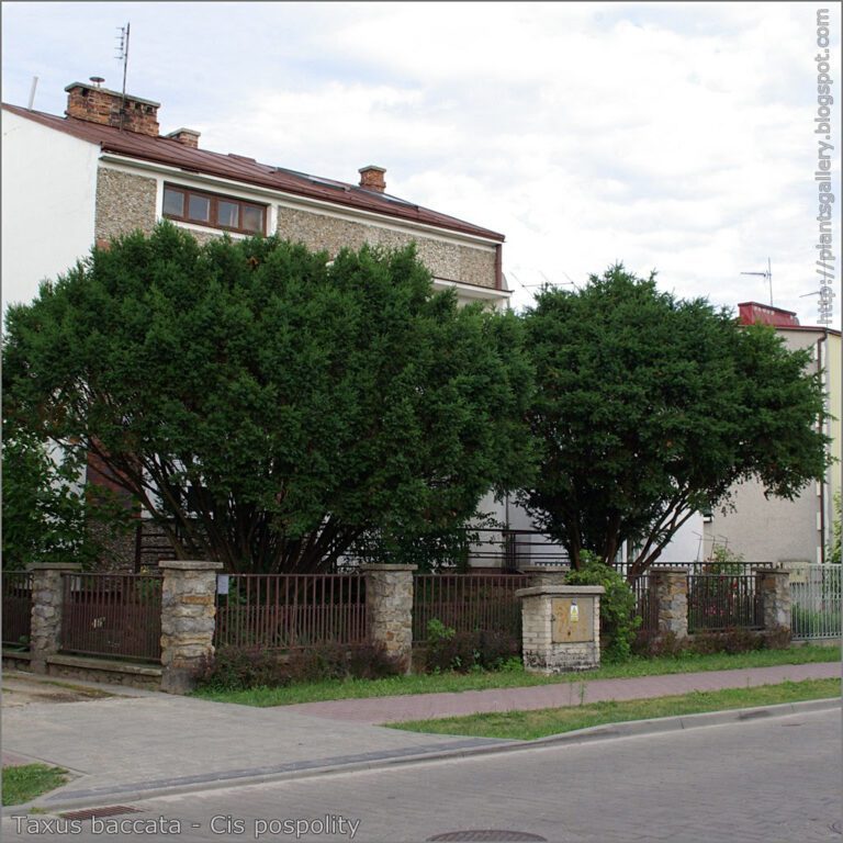 Taxus baccata 3