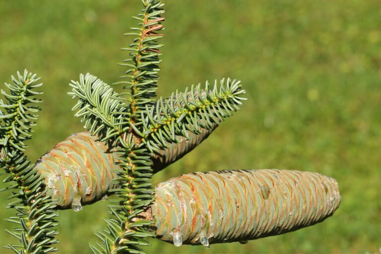 Abies pinsapo - jodła hiszpańska