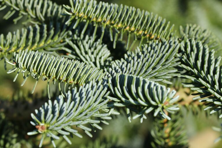 Abies pinsapo - jodła hiszpańska