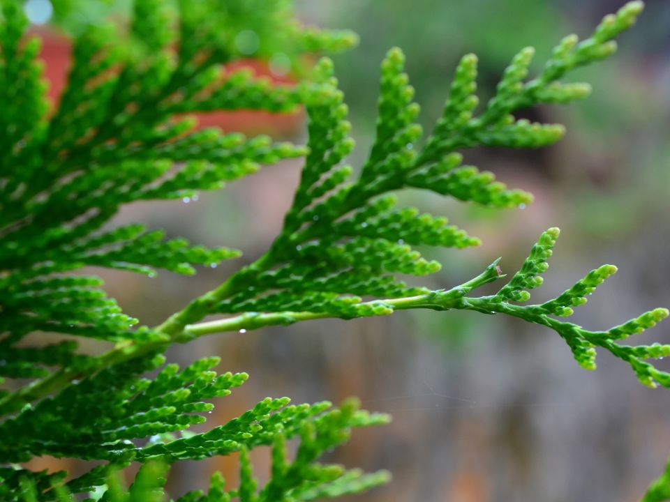 FLORTOM Hurtownia Ogrodnicza