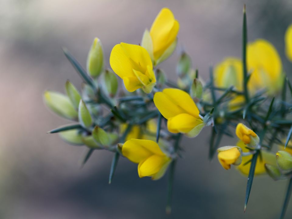 Sklep ogrodniczy Florimas