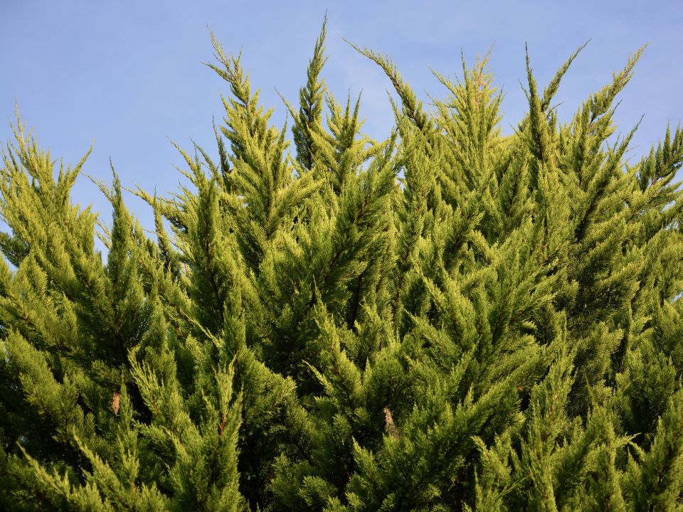Hurtownia Ogrodnicza Sadwit
