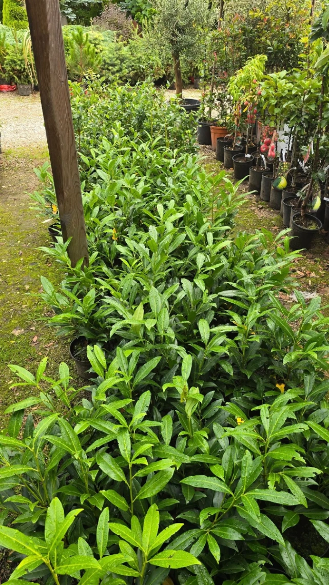 Hortus Ogrody Krzysztof Trusiewicz 4