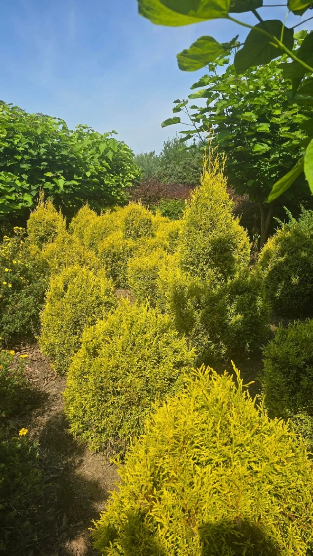Hortus Ogrody Krzysztof Trusiewicz