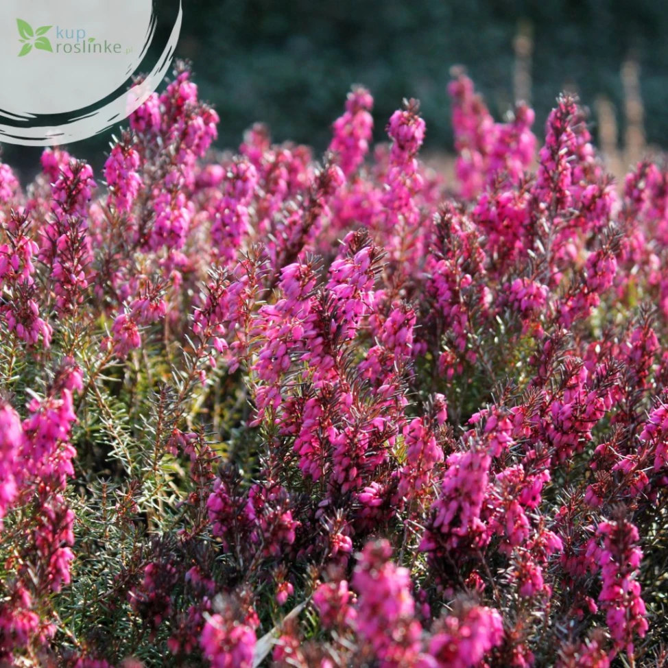 wrzosy w ogrodzie – Calluna vulgaris w pełnym kwitnieniu