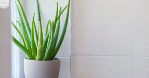 Aloes