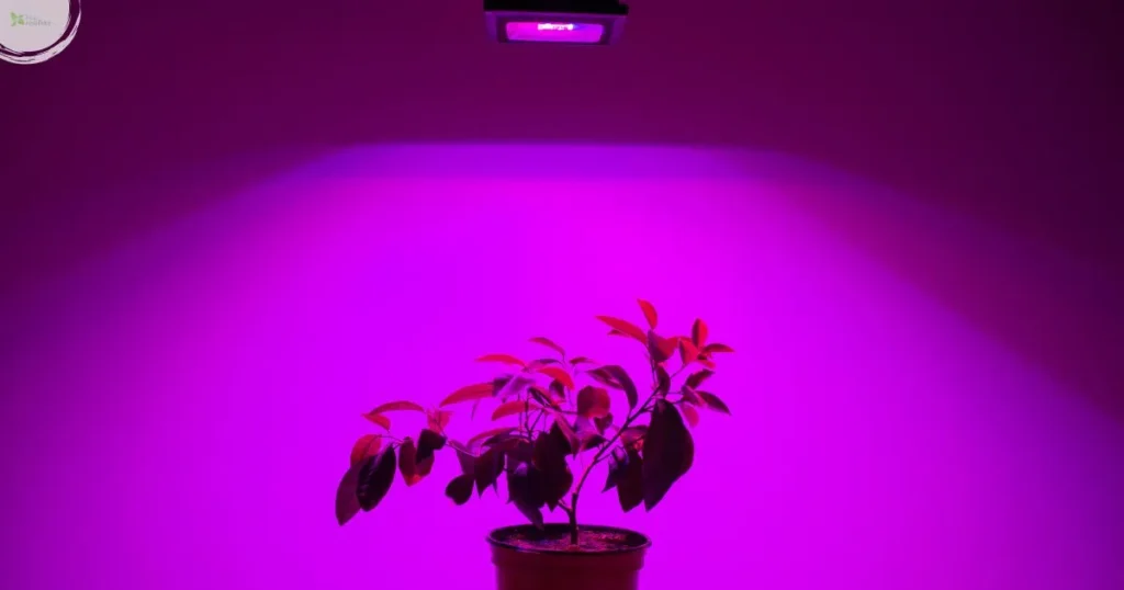 Doswietlanie Roslin Doniczkowych Zima Lampa LED