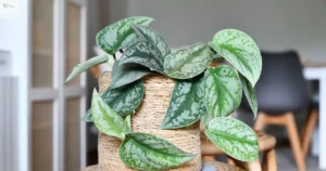 Scindapsus