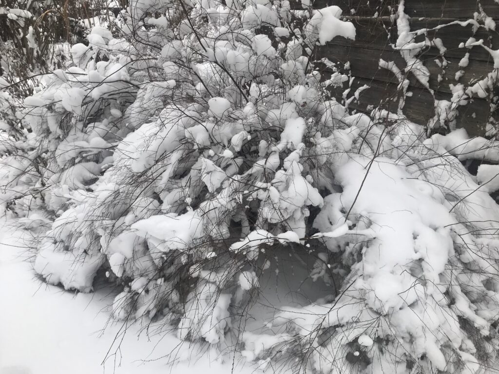 Zima w ogrodzie