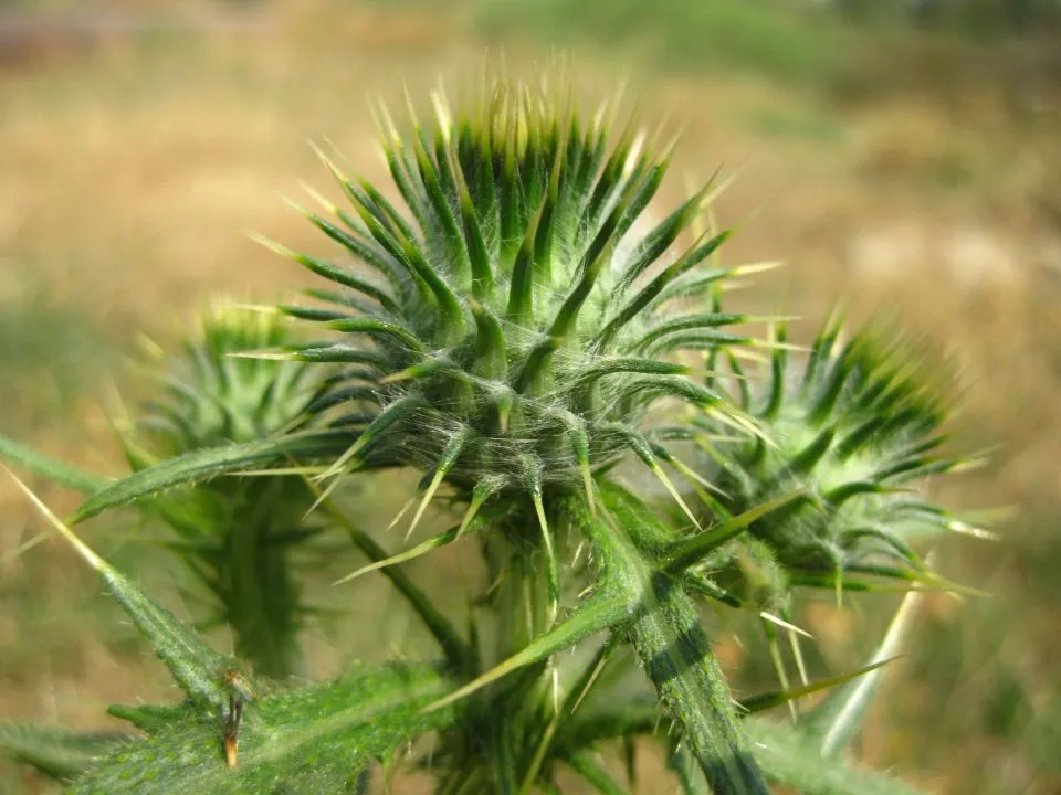 AGRO-WIT - Centrum ogrodnicze