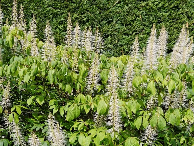 Aesculus parviflora