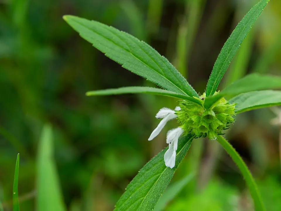 Centrum ogrodnicze Mera Flor