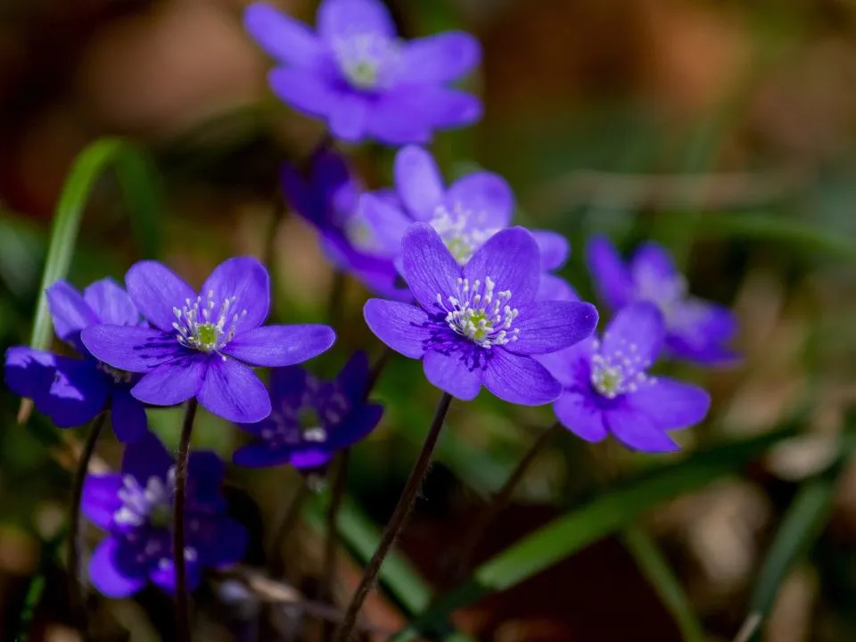 Centrum ogrodnicze Flora w Tczewie