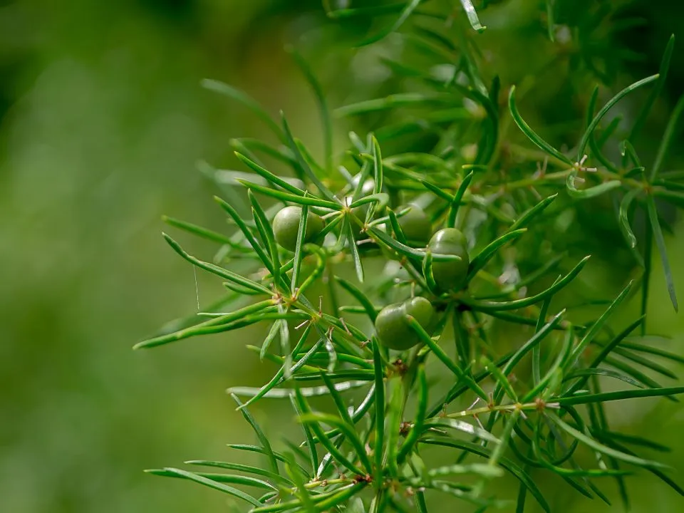 Ogrodnictwo Tomanek