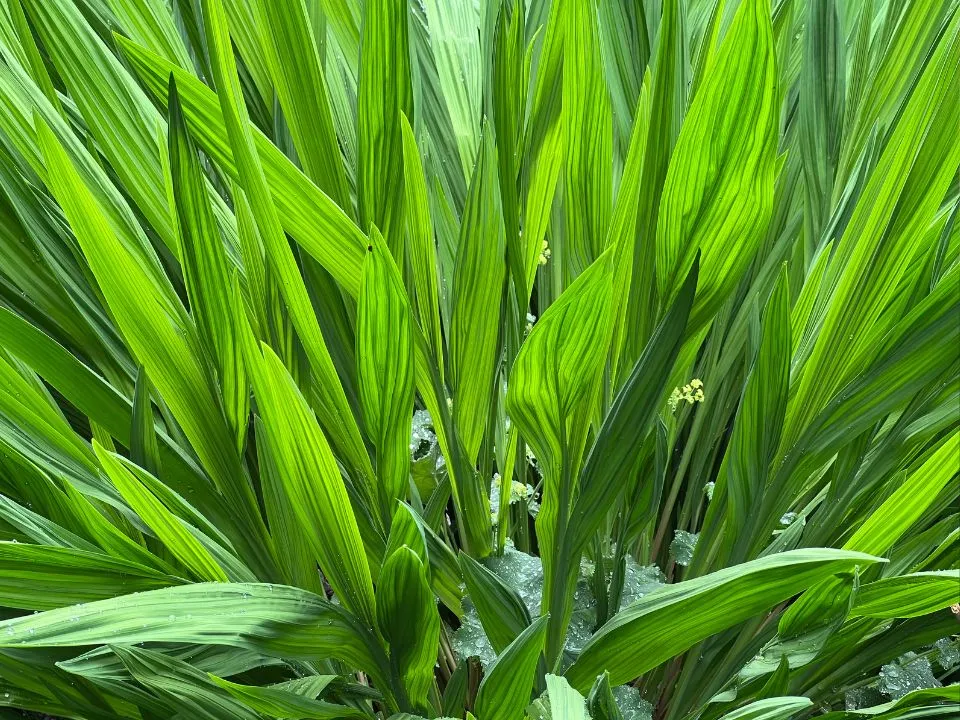 Sklep Ogrodniczy Irys