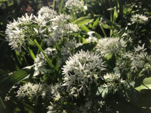 IMG 0071