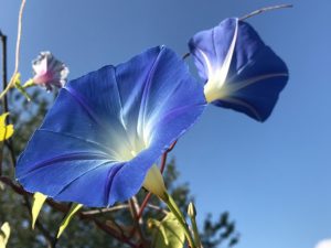 IMG 0969