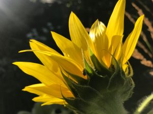 IMG 9671